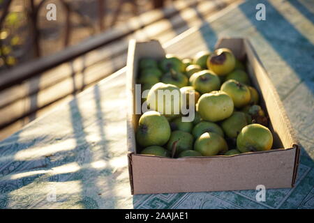 Green ripe organic apples in a cardboard box on the garden table. Stock Photo