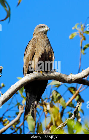 Schwarzmilan, Milvus migrans, Litchfield NP, Nothern Territories, Australien, Stock Photo