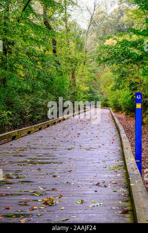 Wet Walking Trail in Woods Stock Photo