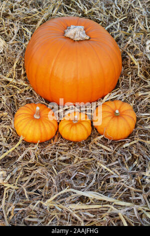 Large fall pumpkin on a bed of straw with three mini orange pumpkins - copy space Stock Photo
