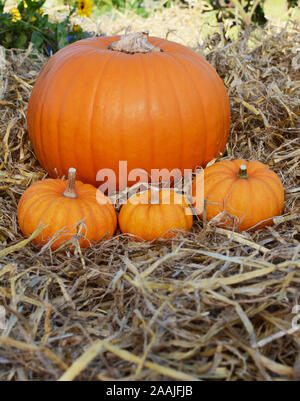 Three mini Jack Be Little pumpkins in front of large pumpkin in a garden - copy space on straw Stock Photo