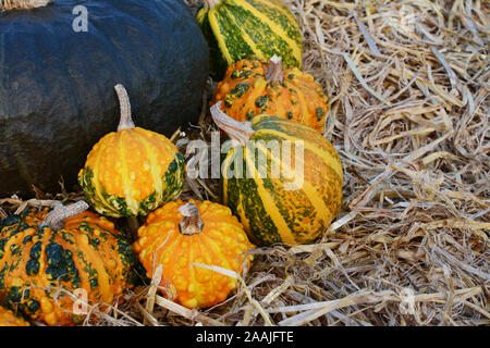 Pretty orange and green striped and spotted ornamental gourds against dark green gourd on straw Stock Photo