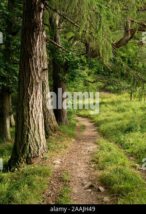 Woodland footpath in Scottish Borders near Peebles. Scotland Stock Photo