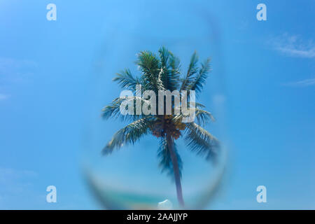 Cup forward Coconut tree look like tree in a cup with blue sky less cloud on background Stock Photo