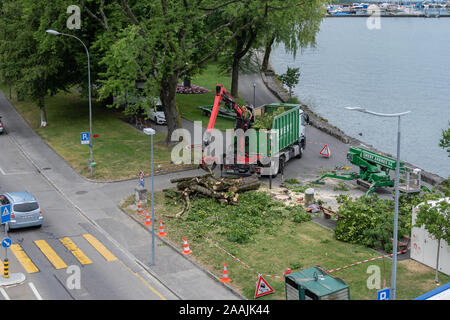 Forester is loading big brunches and trunk on a removed tree in the city Villeneuve in canton of Waadt in Switzerland by red crane and green truck at Stock Photo