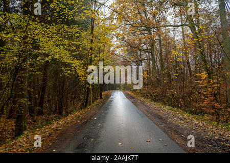 Narrow country road through the autumn forest with colorful leaves and a wet, muddy asphalt surface, danger of slipping when driving, safety transport Stock Photo