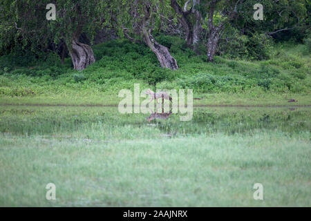 Golden jackals or golden wolf (Canis aureus) between grassland in