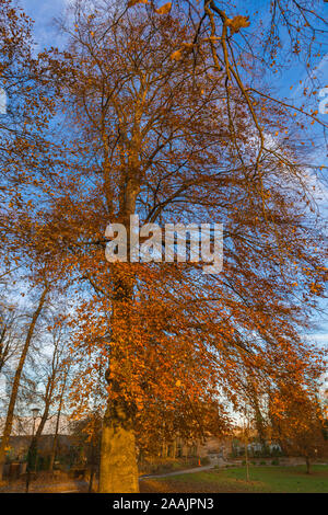 Large orange tree vertical view close-up Stock Photo