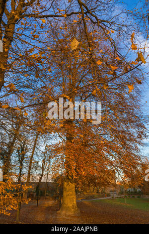 Large orange tree vertical wide view Stock Photo