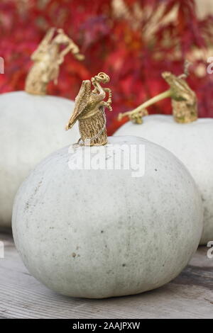 Cucurbita maxima 'Crown Prince' F1. Freshly harvested, home grown  Crown Prince squash displaying distinctive silver blue skin. UK Stock Photo