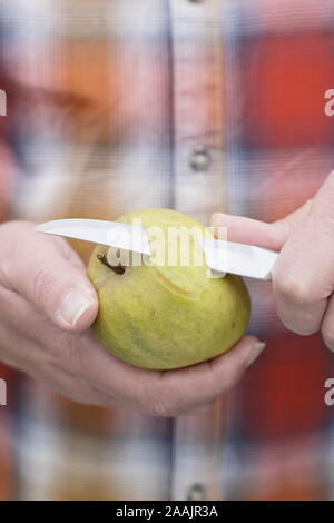 Malus. Man peeling a Ribston Pippin eating apple with a knife. UK Stock Photo