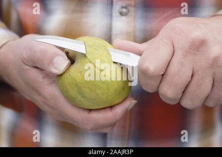 Malus. Man peeling a Ribston Pippin eating apple with a knife. UK Stock Photo
