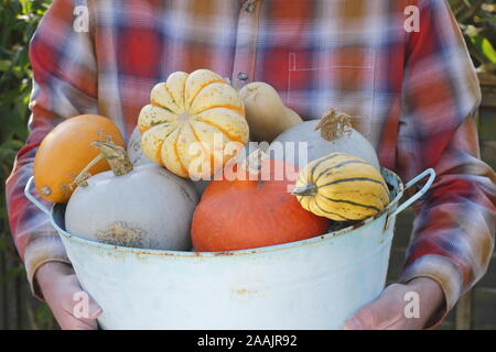 Cucurbita. Freshly harvested pumpkins and quash carried through a kitchen garden for an autumn display. UK Stock Photo