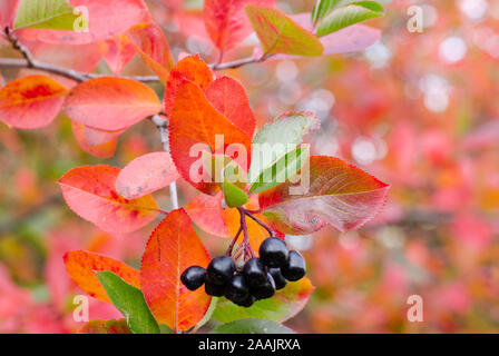 Chokeberries, with colorful leaves, in season in a park. Stock Photo