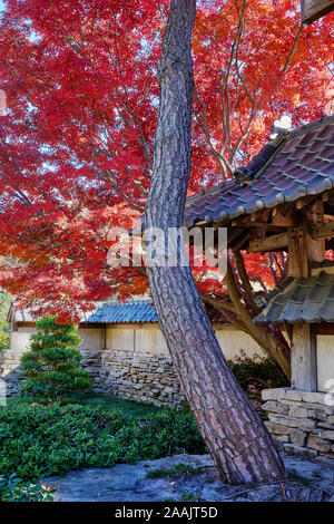 Japanese Garden Fort Worth 112519 Stock Photo