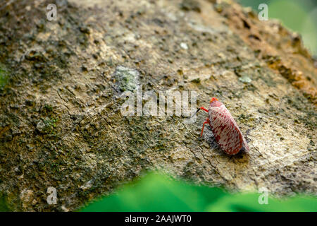 Red bug with beautiful pattern on the wing stay on the wood, walking upper Stock Photo