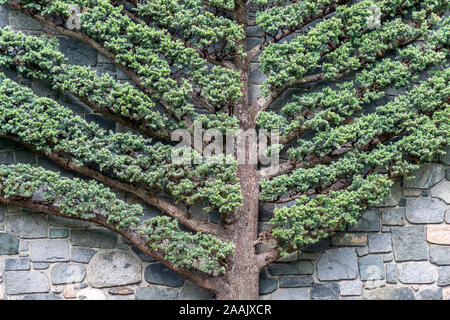 Very unusual flat tree with rock wall behind it, nice abstract patterns, geometrical shape of fishbone diagram or fault tree diagram. Stock Photo
