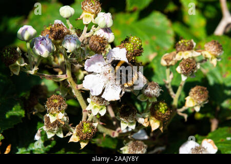 A bumblebee on the flower of a bramble Stock Photo