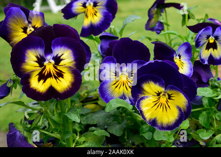 Pansy or Viola. Name Midnight Glow. Close up of dark blue flowers with yellow toward centre. Stock Photo