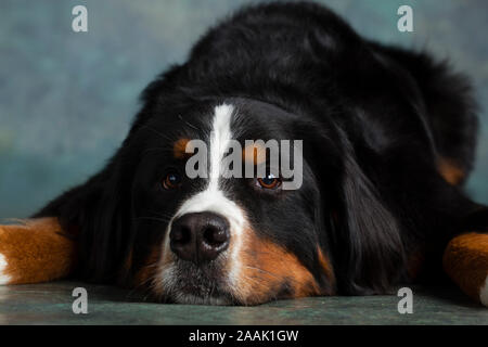 Portrait of Bernese Mountain Dog Stock Photo