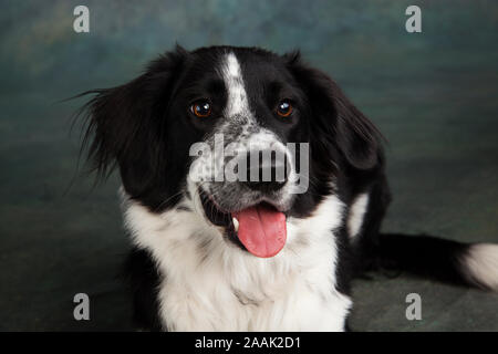 Studio shot of Border Collie Stock Photo
