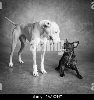 Studio portrait Pug Bulldog Mix and Lab Hound Mix Stock Photo