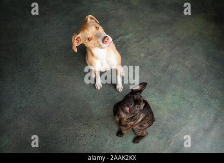 Studio portrait Pug Bulldog Mix and Lab Hound Mix Stock Photo