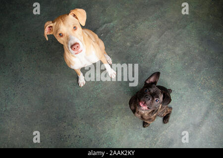 Studio portrait Pug Bulldog Mix and Lab Hound Mix Stock Photo