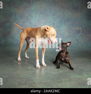 Studio portrait Pug Bulldog Mix and Lab Hound Mix Stock Photo