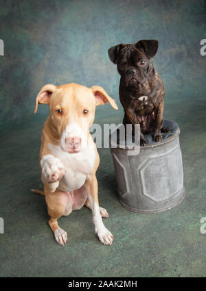 Studio portrait Pug Bulldog Mix and Lab Hound Mix Stock Photo