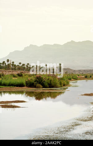 Valley of the Draa river with trees, date palms (Phoenix), shrubs and ...