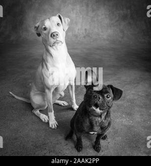 Studio portrait Pug Bulldog Mix and Lab Hound Mix Stock Photo