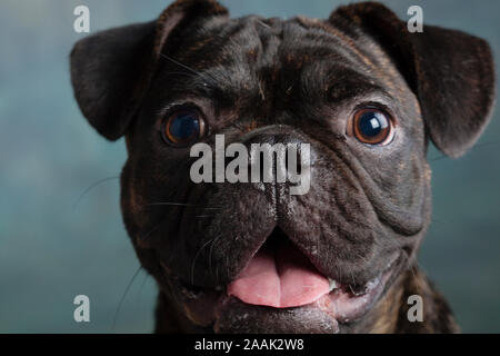 Studio portrait of Pug Bulldog Mix Stock Photo