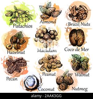 Set of hand drawn sketch style different kinds of nuts isolated on white background. Vector illustration. Stock Vector