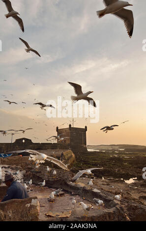 Fishermen and seagulls at twilight, in front of the 18th century South Bastion, Skala du Port. A Unesco World Heritage Site, Essaouira. Morocco Stock Photo