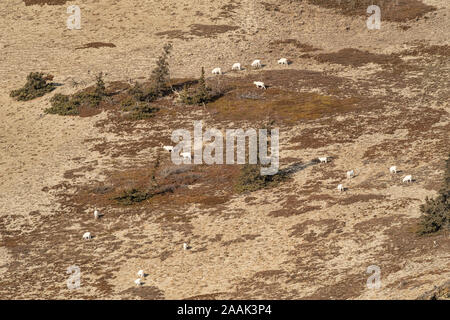 Herd of Dall Sheeo (Ovis dalli) foraging on Sheep Mountain in Kluane National Park in the Yukon Territory, Canada. Stock Photo