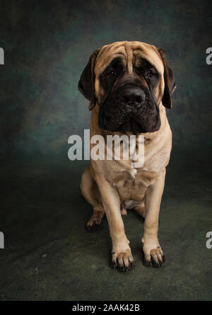 Studio portrait of Mastiff Stock Photo