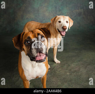 Studio portrait of Boxer and Golden Retriever Lab mix Stock Photo