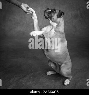 Studio portrait of Boxer dog Stock Photo