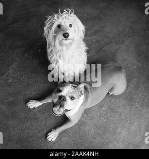 Portrait of Mini Goldendoodle and English Bulldog Stock Photo