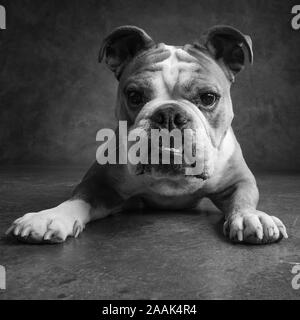 Portrait of English Bulldog Stock Photo