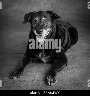 Portrait of Golden Retriever Lab Mix Dog Stock Photo