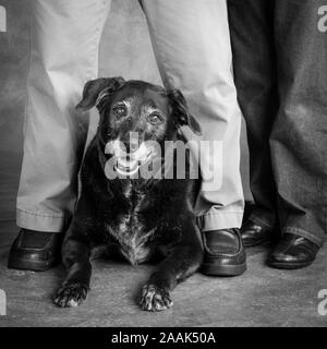 Dog lying at owners feet Stock Photo