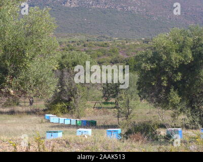 bee hives in Chalkidiki, Greece Stock Photo