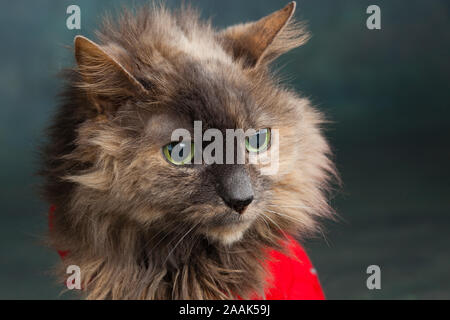 Close-up of long haired cat wearing red vest Stock Photo