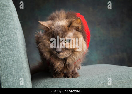 Studio shot of long haired cat wearing red vest on chair Stock Photo