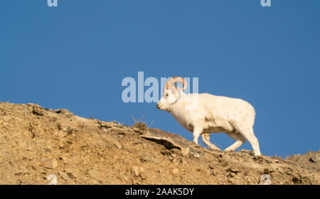 Male Dall Sheep (Ovis dalli) traversing Sheep Mountain in Kluane National Park in the Yukon Territory, Canada. Stock Photo