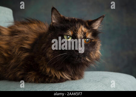 Studio portrait of long haired cat Stock Photo