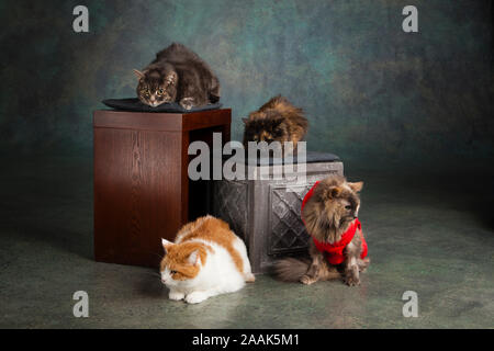 Studio portrait of four cats sitting on wooden boxes Stock Photo