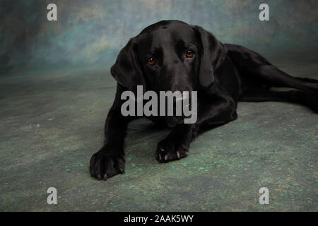 Studio portrait of Labrador Great Dane mixed dog Stock Photo